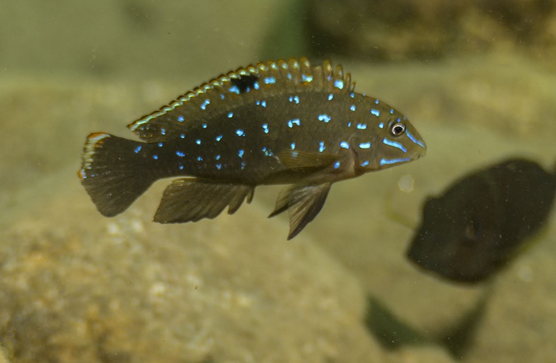 Tanganicodus sp. 'kavalla' Kitoke